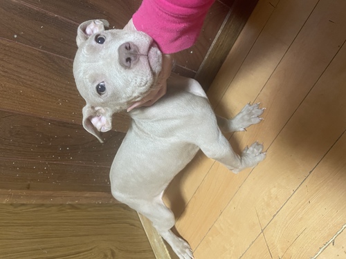 アメリカン・スタッフォードシャー・テリア 犬の販売・譲渡 5245 派手なカラーになります☆
