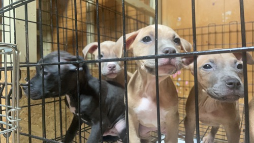 アメリカン・スタッフォードシャー・テリア 犬の販売・譲渡 5250 あと、1頭