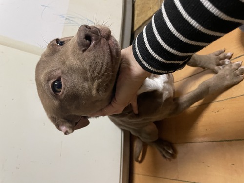 アメリカン・スタッフォードシャー・テリア 犬の販売・譲渡 5251 小さかった為やっと販売開始しました☆