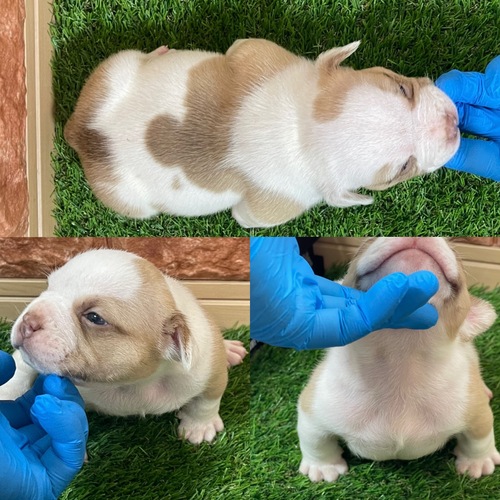 アメリカン・スタッフォードシャー・テリア 犬の販売・譲渡 5266 エキゾチックブリー、両親外産、ハイクオリティー