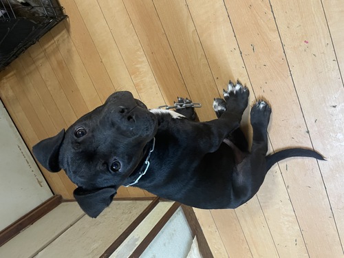 アメリカン・スタッフォードシャー・テリア 犬の販売・譲渡 5268 とても飼育しやすい子になります。