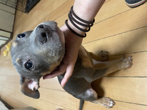 アメリカン・スタッフォードシャー・テリア 犬の販売・譲渡 5269 返信してもエラーでメールが戻ってきてる方がいます