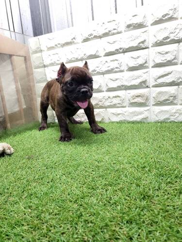 アメリカン・スタッフォードシャー・テリア 犬の販売・譲渡 5275 子犬