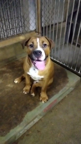 アメリカン・スタッフォードシャー・テリア 犬の販売・譲渡 5278 愛嬌ある男の子