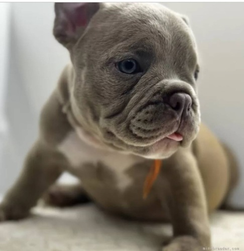 アメリカン・スタッフォードシャー・テリア 犬の販売・譲渡 5302 是非見学に来て下さい☆☆