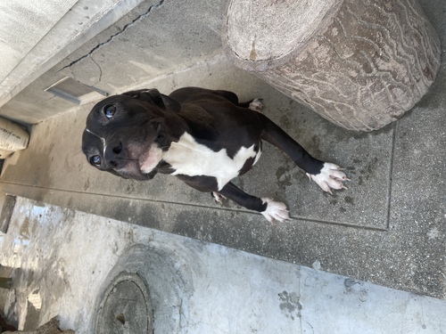 アメリカン・スタッフォードシャー・テリア 犬の販売・譲渡 5304 お嫁さんにいかがですかぁ☆