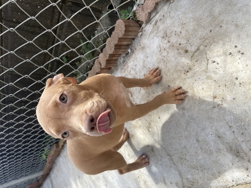 アメリカン・スタッフォードシャー・テリア 犬の販売・譲渡 5305 アメリカンピットブルテリア⭐︎
