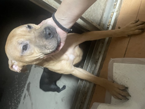 アメリカン・スタッフォードシャー・テリア 犬の販売・譲渡 5307 最後の一頭です☆