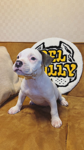 良血統・キャンセルが出たため値下げいたしました。 犬の販売 5309
