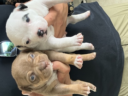 アメリカン・スタッフォードシャー・テリア 犬の販売・譲渡 5311 アメリカンブリー