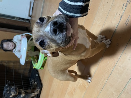 アメリカン・スタッフォードシャー・テリア 犬の販売・譲渡 5315 お迎えありがとうございました☆