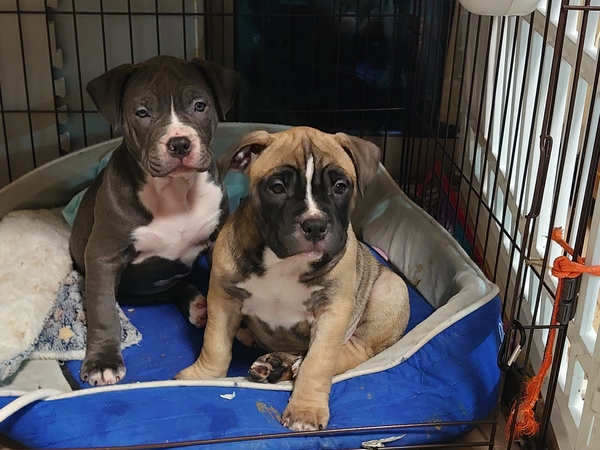 筋骨隆々 アメリカンピットブル! 犬の販売 5321