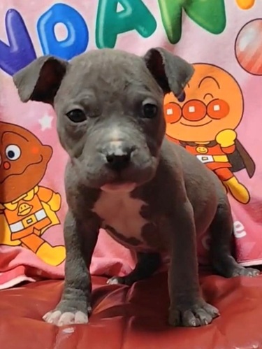 アメリカン・スタッフォードシャー・テリア 犬の販売・譲渡 5324 可愛い仔犬