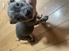 AJEX^btH[hV[EeA q T ď߂ȎqB... 5325