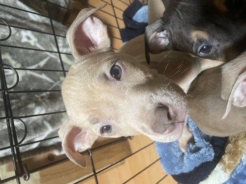 アメリカン・スタッフォードシャー・テリア 犬の販売・譲渡 5326 男の子ばかりの兄弟です☆