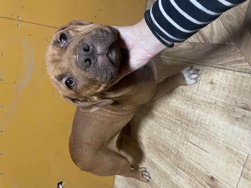 アメリカン・スタッフォードシャー・テリア 犬の販売・譲渡 5327 決まりました☆
