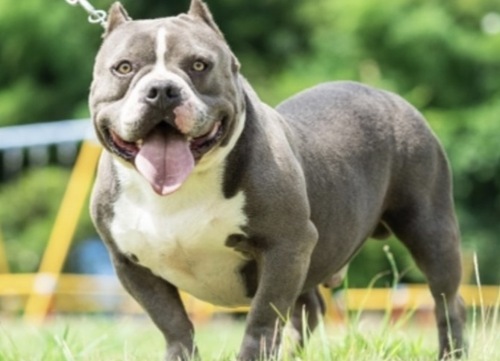 アメリカン・スタッフォードシャー・テリア 犬の販売・譲渡 5328 繁殖引退のため格安で