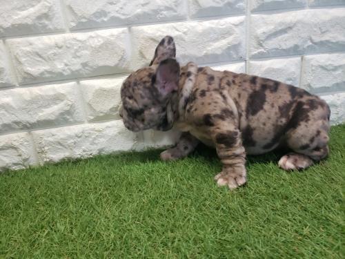 アメリカン・スタッフォードシャー・テリア 犬の販売・譲渡 5331 マール系