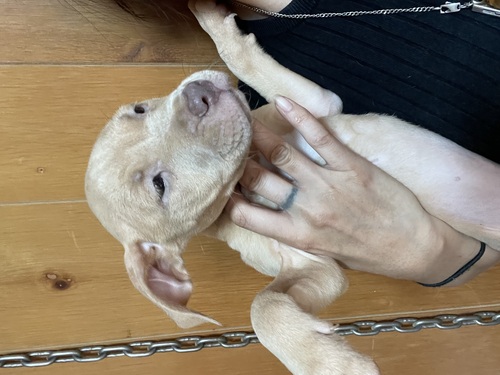 アメリカン・スタッフォードシャー・テリア 犬の販売・譲渡 5332 女の子一頭になりました☆