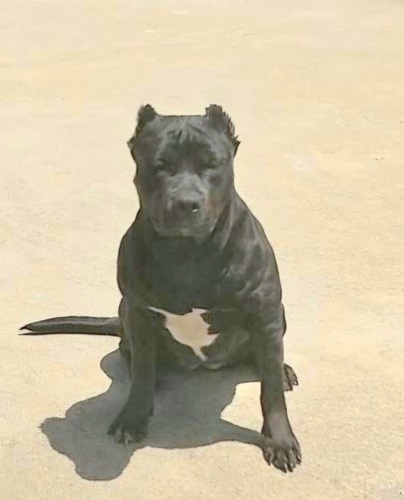 アメリカン・スタッフォードシャー・テリア 犬の販売・譲渡 5341 可愛い娘