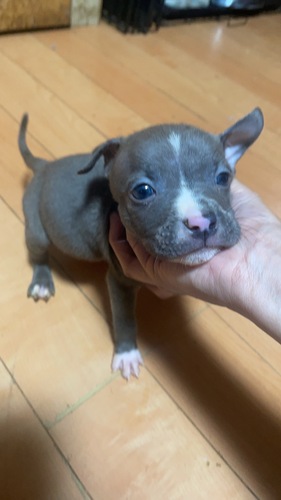 アメリカン・スタッフォードシャー・テリア 犬の販売・譲渡 5345 小ぶりな子達☆