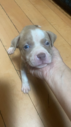 アメリカン・スタッフォードシャー・テリア 犬の販売・譲渡 5346 是非気になる方は見学に👍
