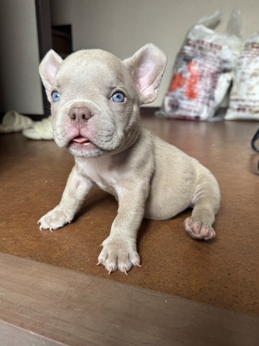 アメリカン・スタッフォードシャー・テリア 犬の販売・譲渡 5347 将来有望の血統を受け継いだエキゾチックブリー!