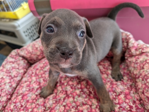 アメリカン・スタッフォードシャー・テリア 犬の販売・譲渡 5353 ブルー系ピット