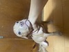 AJEX^btH[hV[EeA q T AJsbgu... 5355