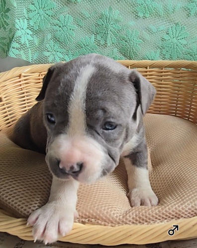 アメリカン・スタッフォードシャー・テリア 犬の販売・譲渡 5361 Amブリー