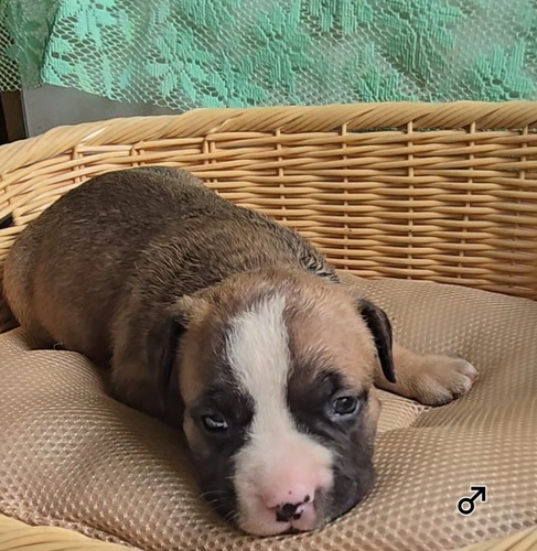 アメリカン・スタッフォードシャー・テリア 犬の販売・譲渡 5362 Amブリー