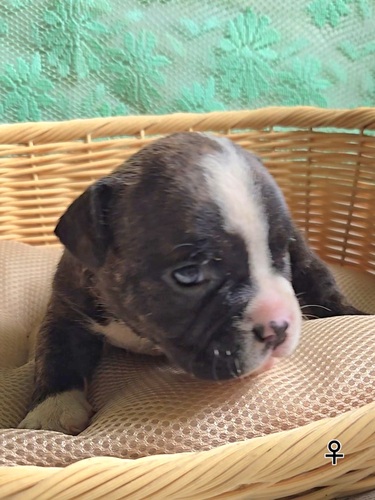 アメリカン・スタッフォードシャー・テリア 犬の販売・譲渡 5366 Amブリー