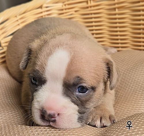 アメリカン・スタッフォードシャー・テリア 犬の販売・譲渡 5367 Amブリー