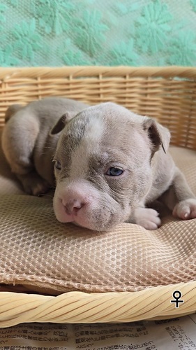 アメリカン・スタッフォードシャー・テリア 犬の販売・譲渡 5368 Amブリー