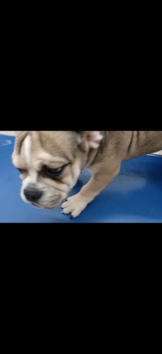 アメリカン・スタッフォードシャー・テリア 犬の販売・譲渡 5370 ブサカワ犬