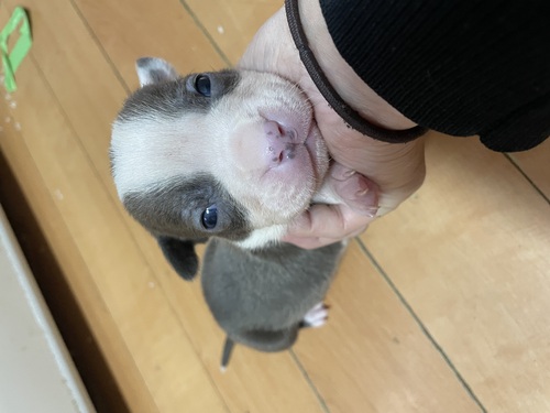 �A�����J���E�X�^�b�t�H�[�h�V���[�E�e���A ���̔̔��E���n 5372 ��Ԑl�C�̗��e�̎q�B�ł���