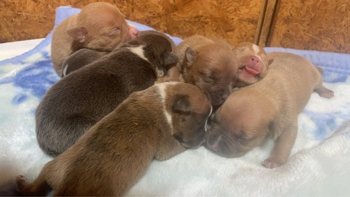 アメリカン・スタッフォードシャー・テリア 犬の販売・譲渡 5373 小柄な子達になります☆