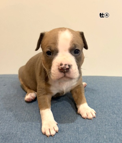 �A�����J���E�X�^�b�t�H�[�h�V���[�E�e���A ���̔̔��E���n 5378 Am�u���[��4