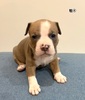 アメリカン・スタッフォードシャー・テリア 子犬 探す Amブリー牡4 5378