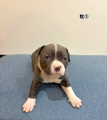 �A�����J���E�X�^�b�t�H�[�h�V���[�E�e���A ���̔̔��E���n 5379 Am�u���[��5