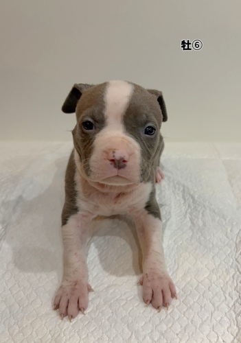 �A�����J���E�X�^�b�t�H�[�h�V���[�E�e���A ���̔̔��E���n 5380 Am�u���[��6