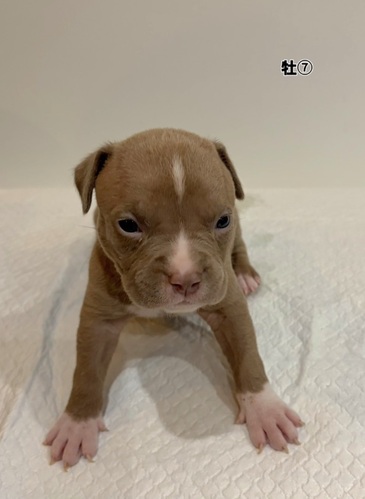 �A�����J���E�X�^�b�t�H�[�h�V���[�E�e���A ���̔̔��E���n 5381 Am�u���[��7