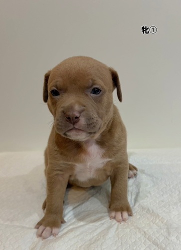 アメリカン・スタッフォードシャー・テリア 犬の販売・譲渡 5382 Amブリー牝1