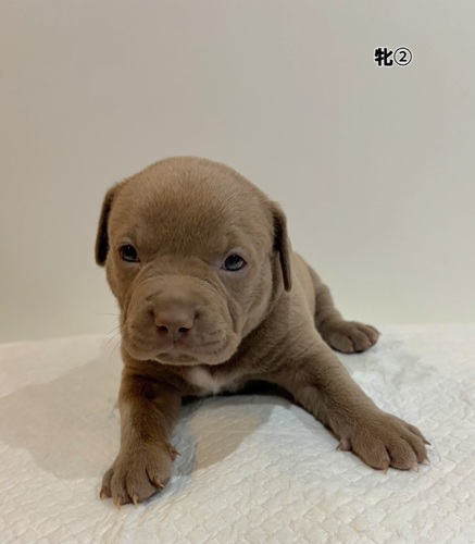 �A�����J���E�X�^�b�t�H�[�h�V���[�E�e���A ���̔̔��E���n 5383 Am�u���[��2