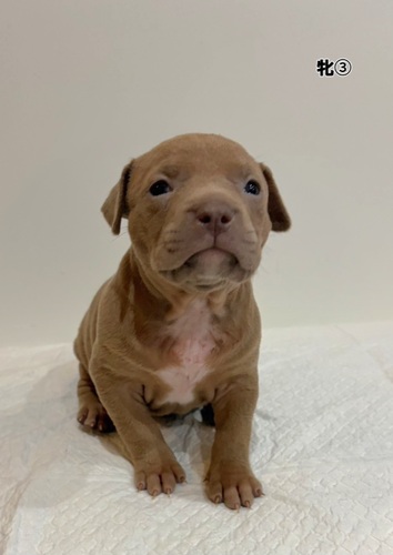 �A�����J���E�X�^�b�t�H�[�h�V���[�E�e���A ���̔̔��E���n 5384 Am�u���[��3