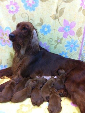 血統優秀な子犬誕生致しました。 犬の販売 688
