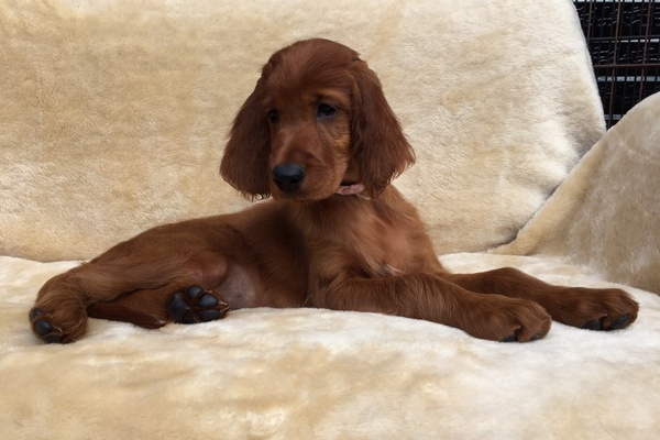 優秀な子犬誕生しました。 犬の販売 690