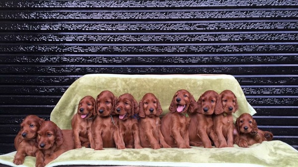 アイリッシュセター赤ちゃん誕生しました! 犬の販売 695