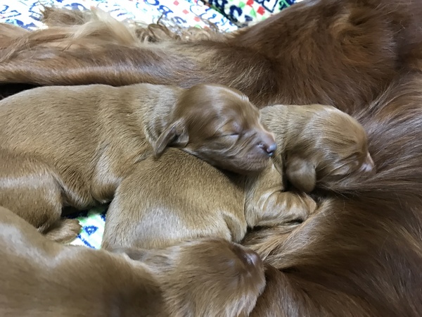 アメリカチャンピオンの両親から産まれた子犬達 犬の販売 697