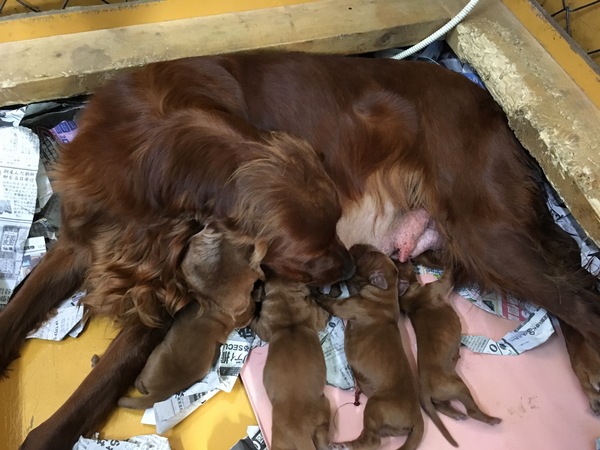 ありがとうございました。予約完売しました 犬の販売 704